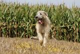 IRISH WOLFHOUND 128